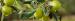 Olive Leaves
