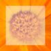 Calendula