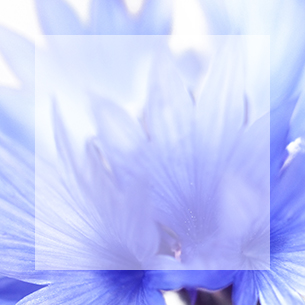 Cornflower