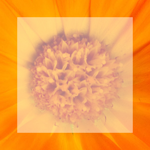 Calendula