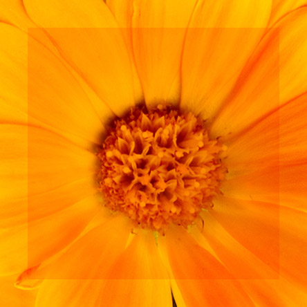 Calendula